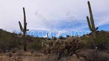 亚利桑那州的大仙人掌对蓝天，沙漠景观。 美国沙漠中的SaguaroCactusCarnegieagigantea